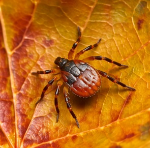 Test klíštěte na virus klíšťové encefalitidy 