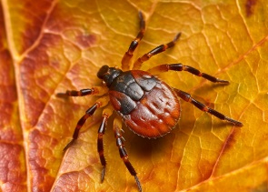 Test klíštěte na virus klíšťové encefalitidy